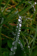 Green grass with raindrops close - up
Drops of dew on the green grass. Raindrops on green leaves. Water drops in nature
