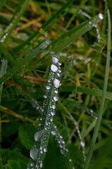 Green grass with raindrops close - up
Drops of dew on the green grass. Raindrops on green leaves. Water drops in nature
