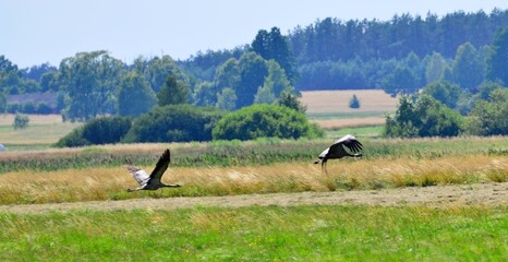 żurawie © Krzysztof