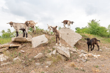 Goat cubs playing on the rocks.