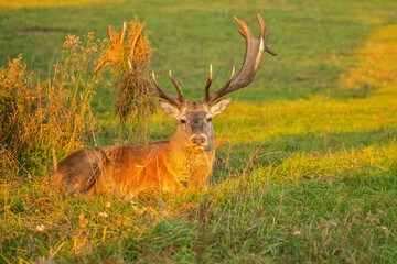 Red deer in the nature habitat during the deer rut