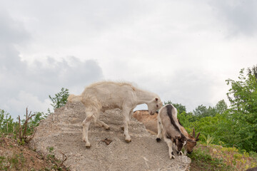 Goat cubs playing on the rocks.