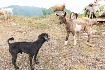 Goat cub and toy poodle look at us. Concept of diversity, acceptance and curiosity.
