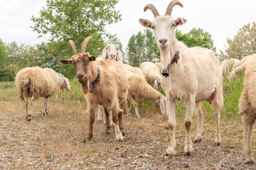 Obraz na płótnie Canvas Two goats with horns facing the camera as they graze.