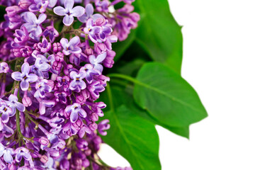 Blossoming branch of lilac (Syringa vulgaris). Violet flowers isolated on a white background.