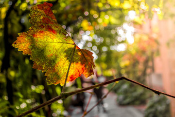 Green and red tree leaf with plants in the background.