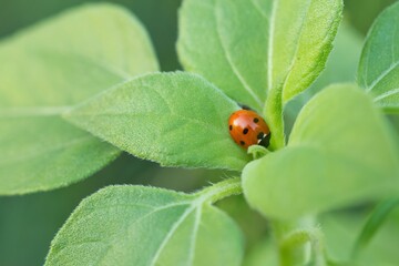 Fototapeta premium Ein roter Marienkäfer sitzt zwischen grünen Blättern einer Sonnenblume, Coccinellidae