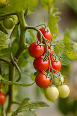 tomatoes in the garden