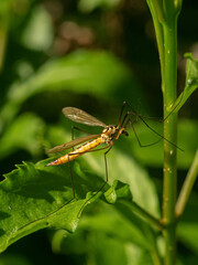 Adult Crane Fly on plant