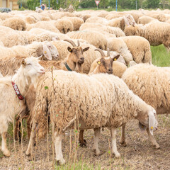 Obraz premium Two goats with horns facing the camera as they graze. Concept of diversity, acceptance and curiosity.