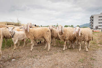 Sheep grazing in a row, in a meadow in Italy.