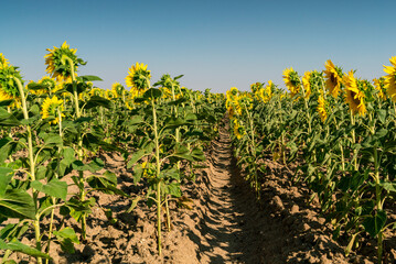 Detail of a sunflower plantation for agricultural oil cultivation in Spain.