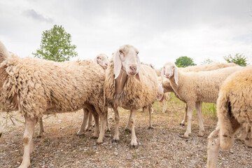 Sheep grazing in a mountain meadow.