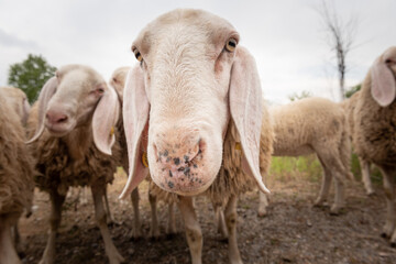 Close-up of white a sheep that looking in front of the camera. Concept of diversity, acceptance and curiosity.