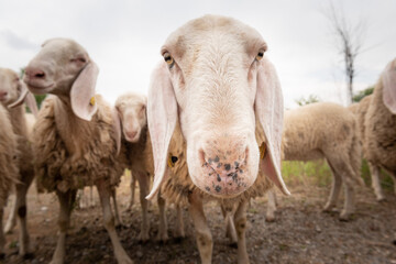 Close-up of white a sheep that looking in front of the camera. Concept of diversity, acceptance and curiosity.