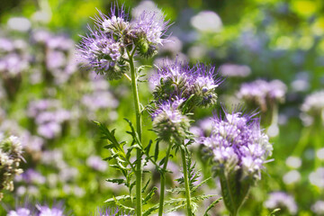 Lacy phacelia flower, blue tansy or purple tansy
