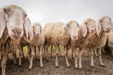 White sheep looking in front of the camera. Concept of diversity, acceptance and curiosity.