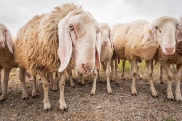 Close-up of white a sheep that looking in front of the camera. Concept of diversity, acceptance and curiosity.
