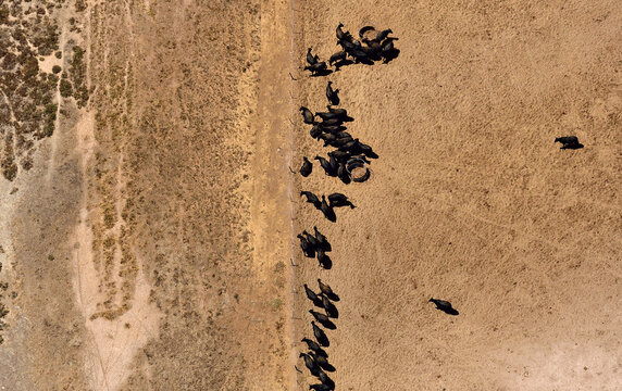Cattle fence
