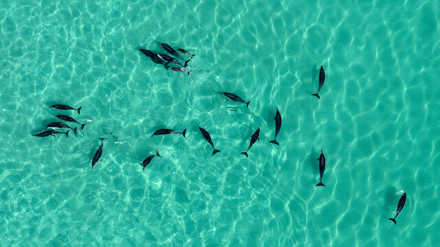 Dusky dolphins