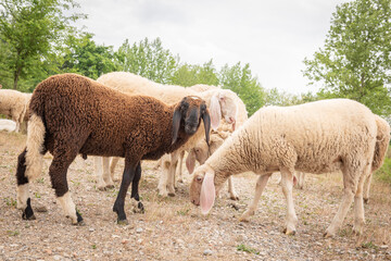 Fototapeta premium Goats and sheep of different colors while grazing. Concept of diversity, acceptance and curiosity.