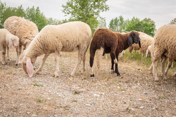 Goats and sheep of different colors while grazing. Concept of diversity, acceptance and curiosity.