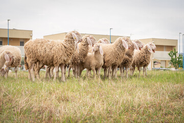 Sheep grazing in a row, in a meadow in Italy.