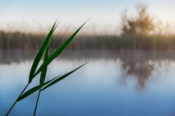 Photo of a lone reed`s leaves in front of plain lake in the dawn rays of the sun.