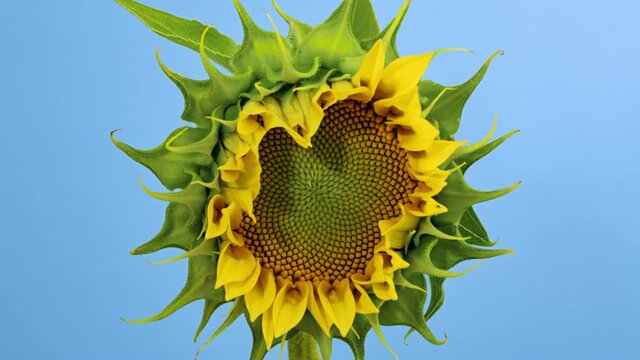 Macro time lapse opening Sunflower Head close-up, isolated on blue background