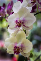 Naklejka na ściany i meble White moth orchids with bright blurry background