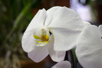 Obraz na płótnie Canvas White moth orchids with bright blurry background
