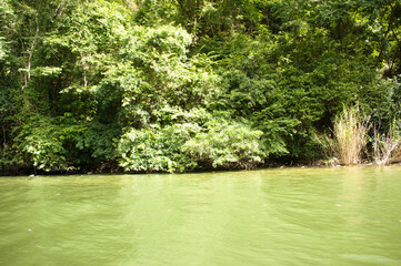 Jungle on the side of the river of Cañon del Sumidero near Chiapa de Corzo, Mexico