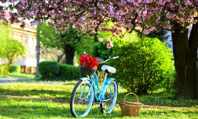 season of love. beauty of spring. retro bicycle with tulip flowers in basket. vintage bike in park....