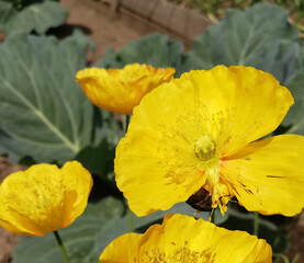 Fototapeta premium small yellow garden flower with thin sheets in flowerbed. yellow poppy