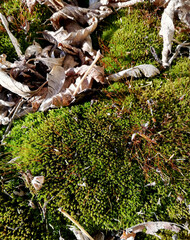 macro photo of siberian green moss with old leaf litter