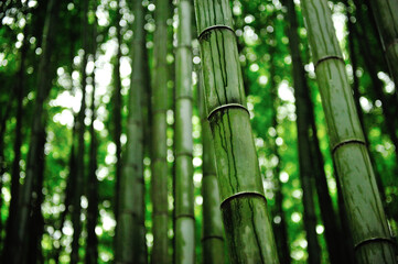 bamboo forest in the rainy morning