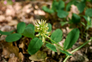 Astragalus glycyphyllos