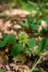 Astragalus glycyphyllos