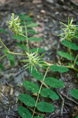 Astragalus glycyphyllos