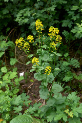 Barbarea vulgaris
