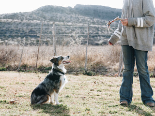 Australian shepherd dog in training 