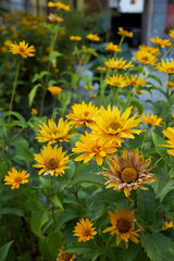 Heliopsis helianthoides