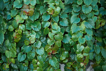 Parthenocissus tricuspidata