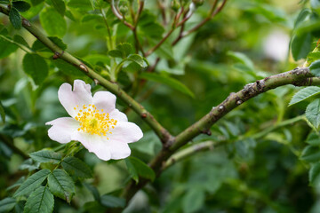 White isolated rose flowers in the morning.