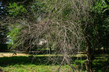 grass in the garden
