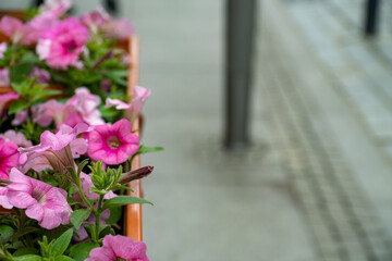 A plant in a pot hung on a fence near the street.