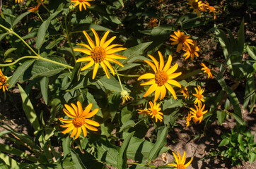 yellow flowers in the garden