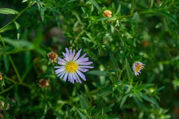 Fototapeta premium bee on a camomile