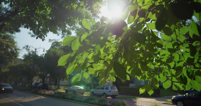 A slow motion summertime view of sunlight and trees while traffic passes along the main street of a small town. Pittsburgh suburbs.  	