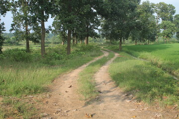 Fototapeta premium path in the field